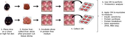 Hepatic Steatosis Contributes to the Development of Muscle Atrophy via Inter-Organ Crosstalk